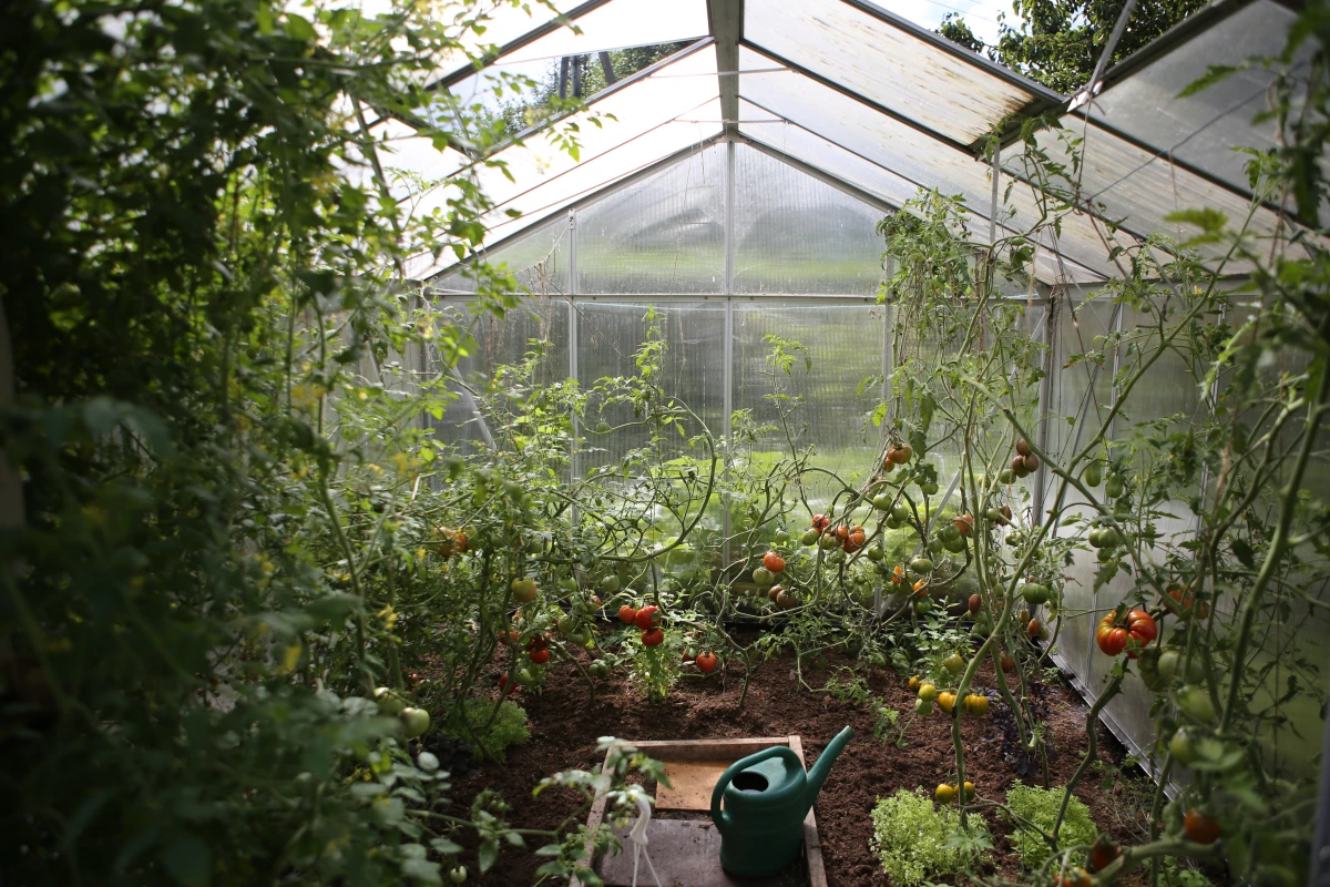 small greenhouse in garden