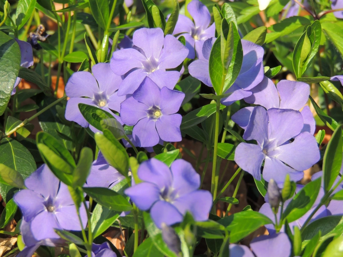 small purple flowers of dwarf periwinkle
