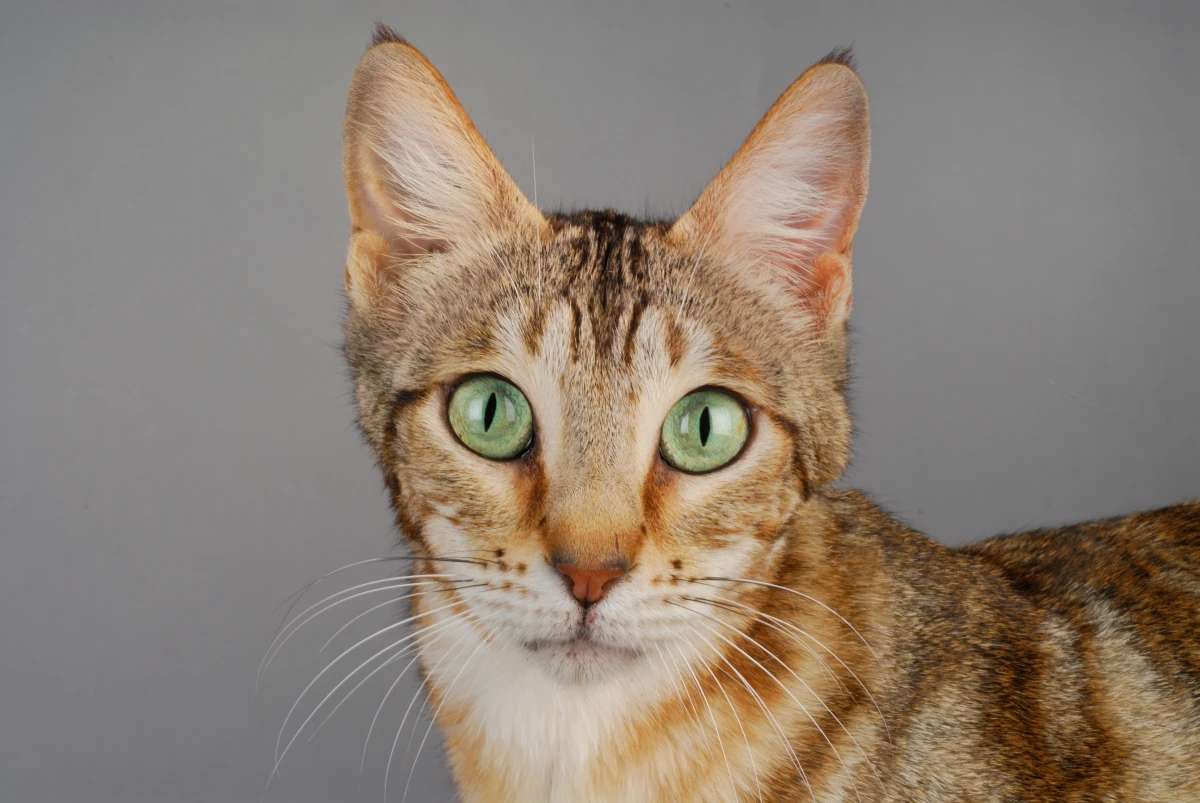 sokoke cat with big green eyes