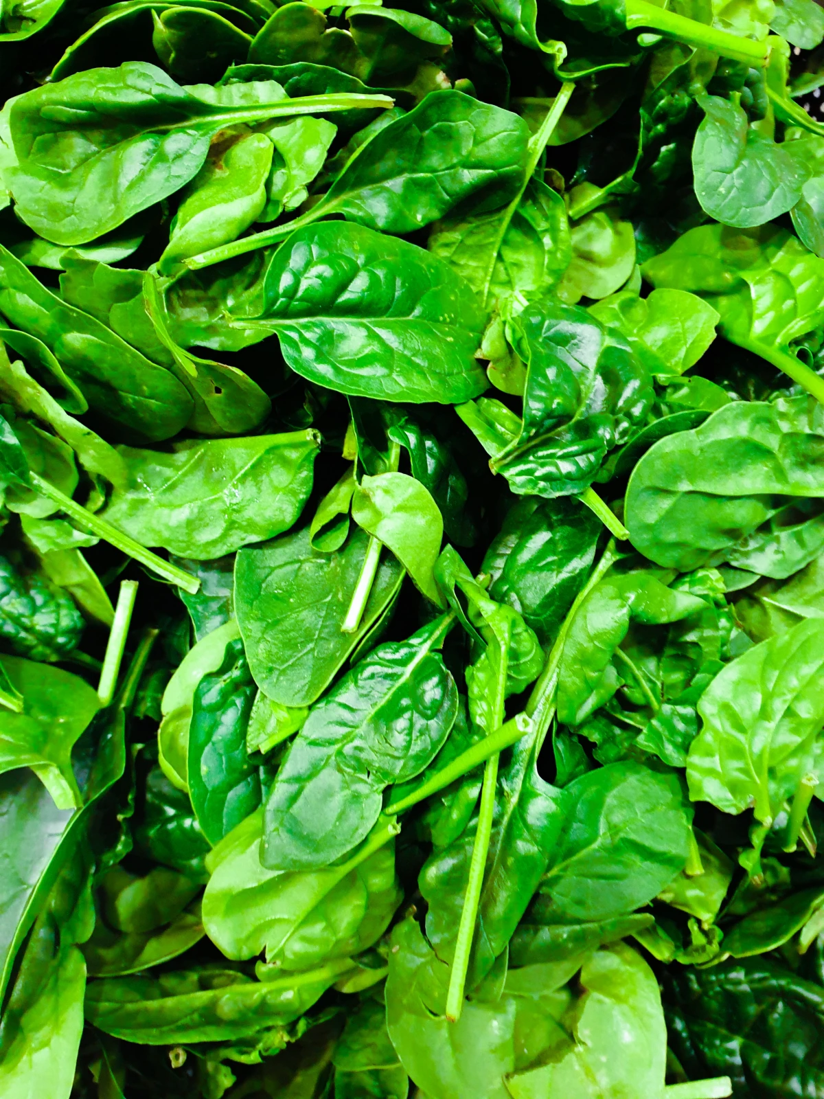 spinach leaves fresh and green