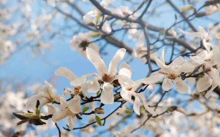 spring flowering shrubs star magnolia tree in white