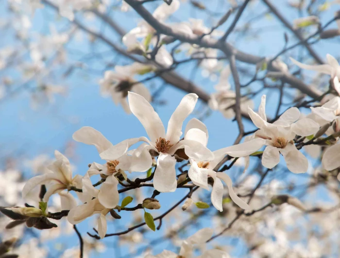 spring flowering shrubs star magnolia tree in white