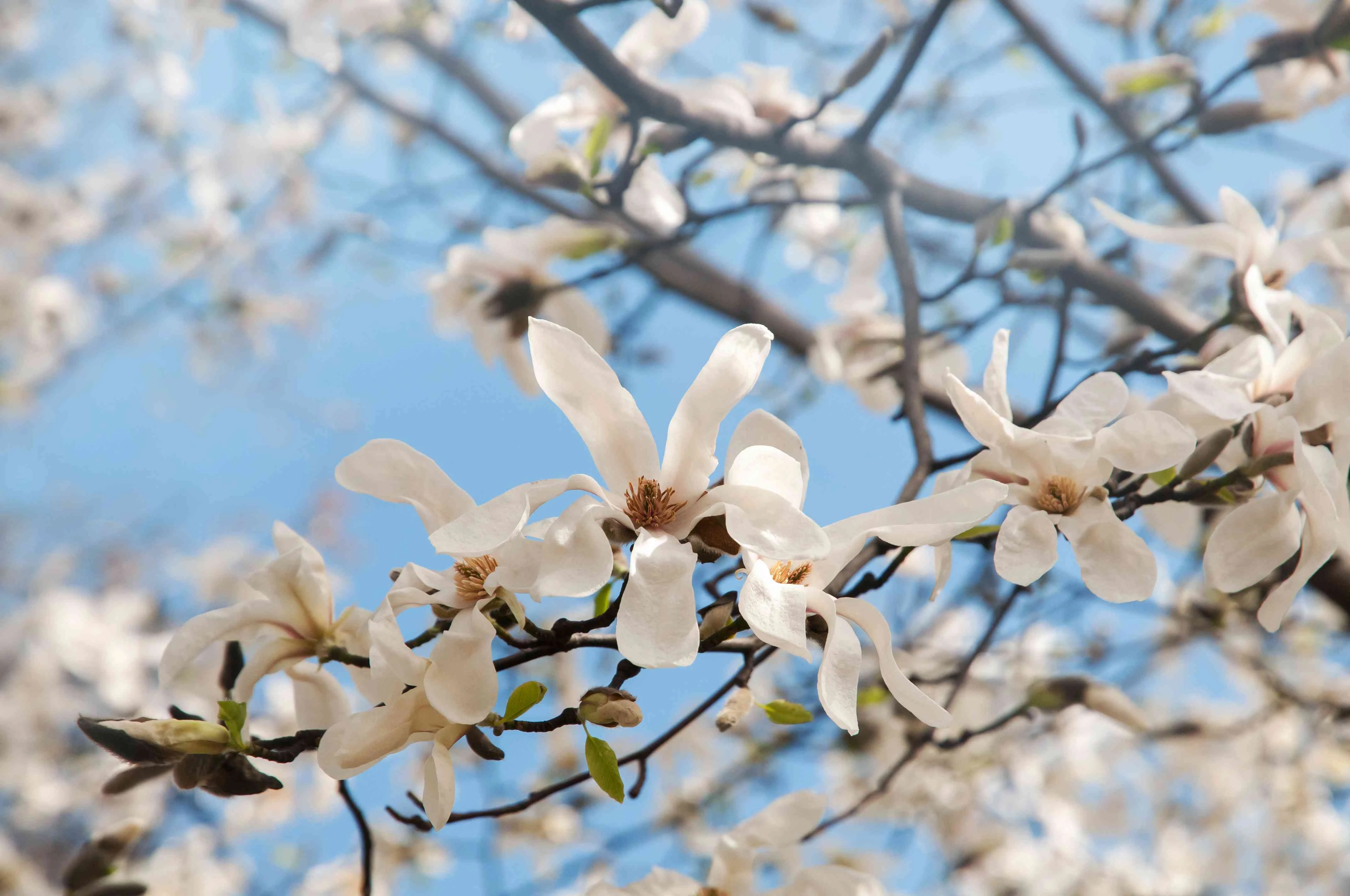 spring flowering shrubs star magnolia tree in white