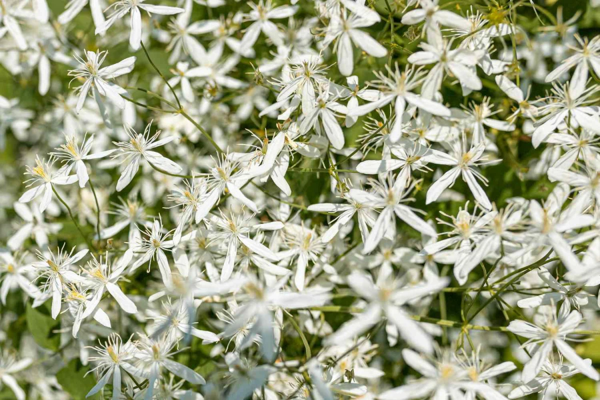 sweet autumn clematis white flowers