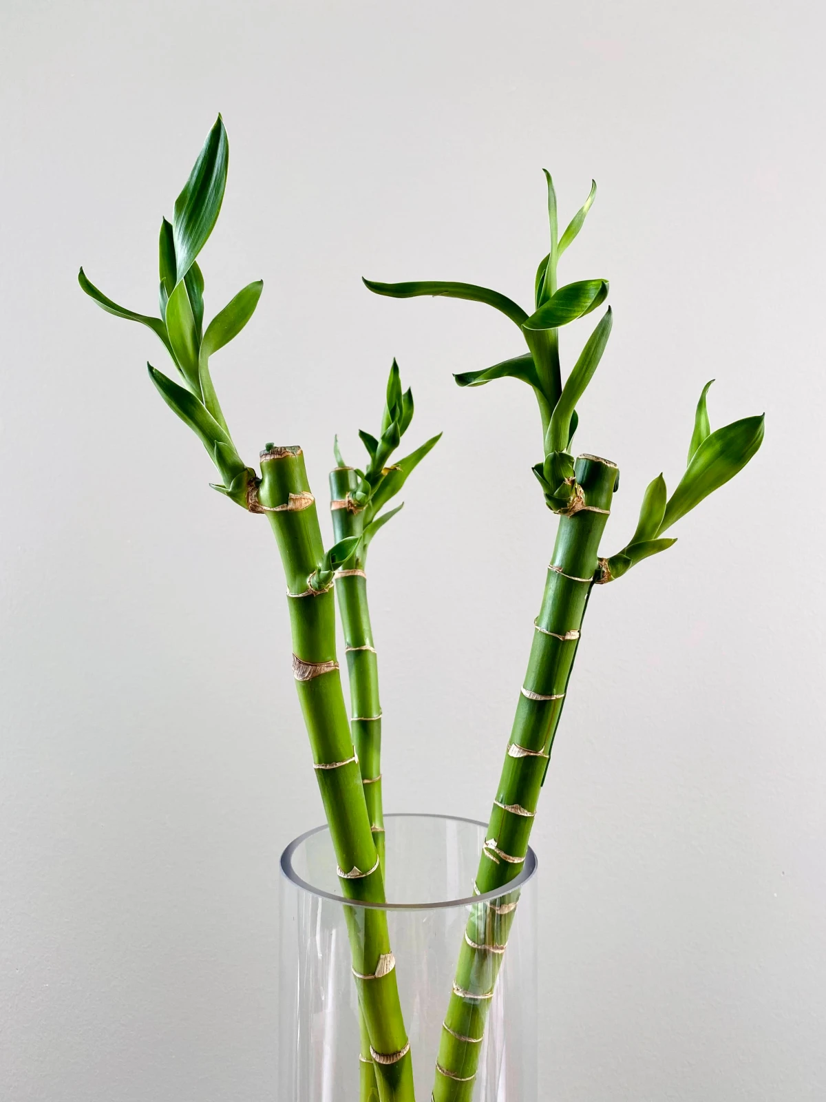 three bamboo sticks in vase