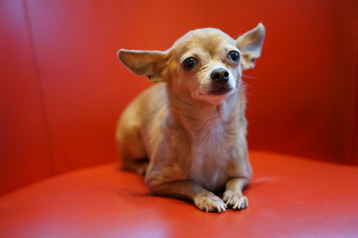 tiny chihuahua on red backgorund