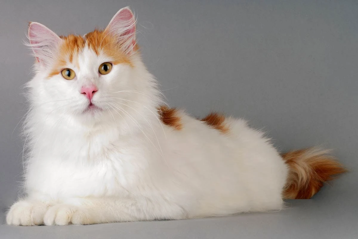 turkish van breed cat in white and orange