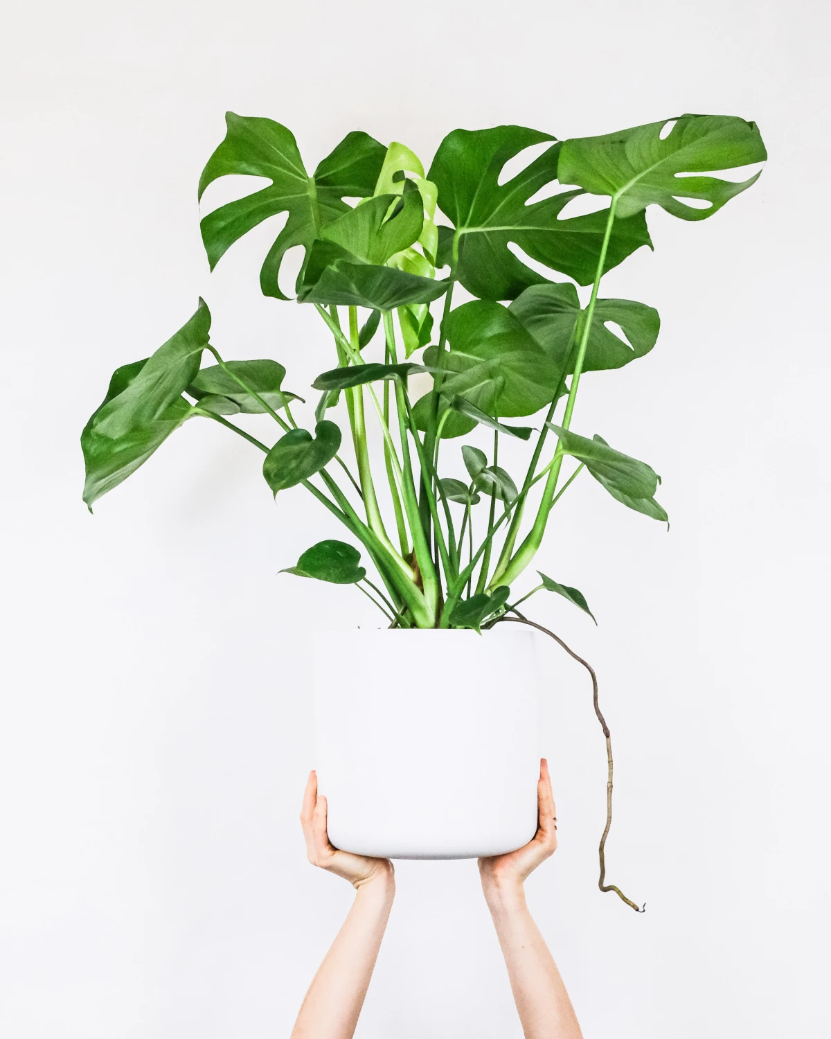 two hands holding a monstera plant in white pot