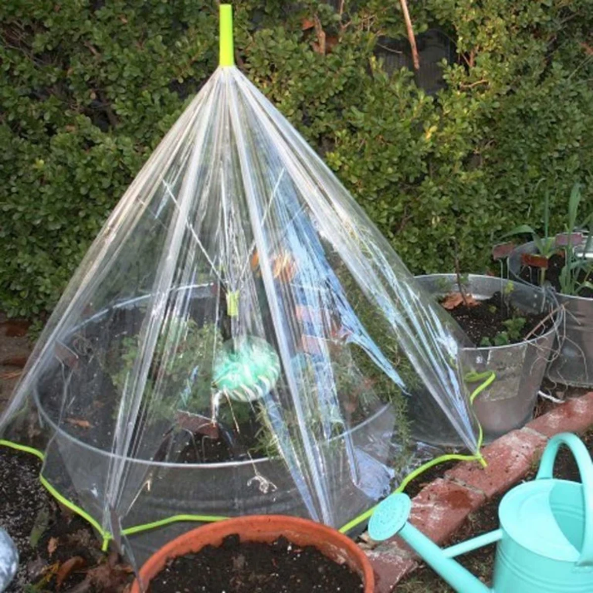 umbrella greenhouse diy on pot