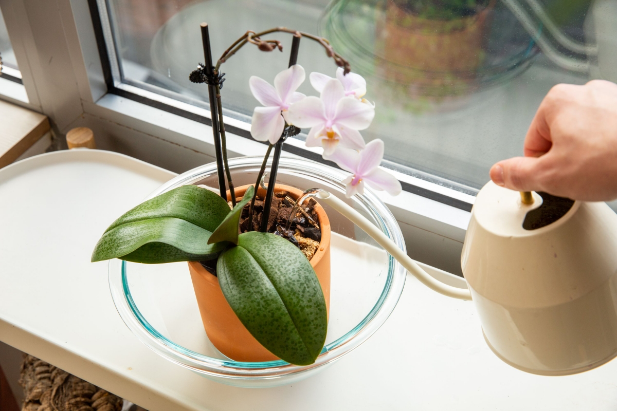 what causes orchids to not bloom