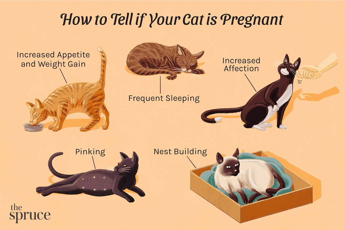 what should a pregnant cat eat