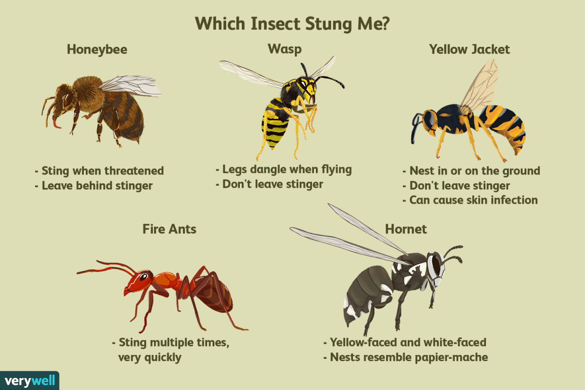 what to do when a bee stings you