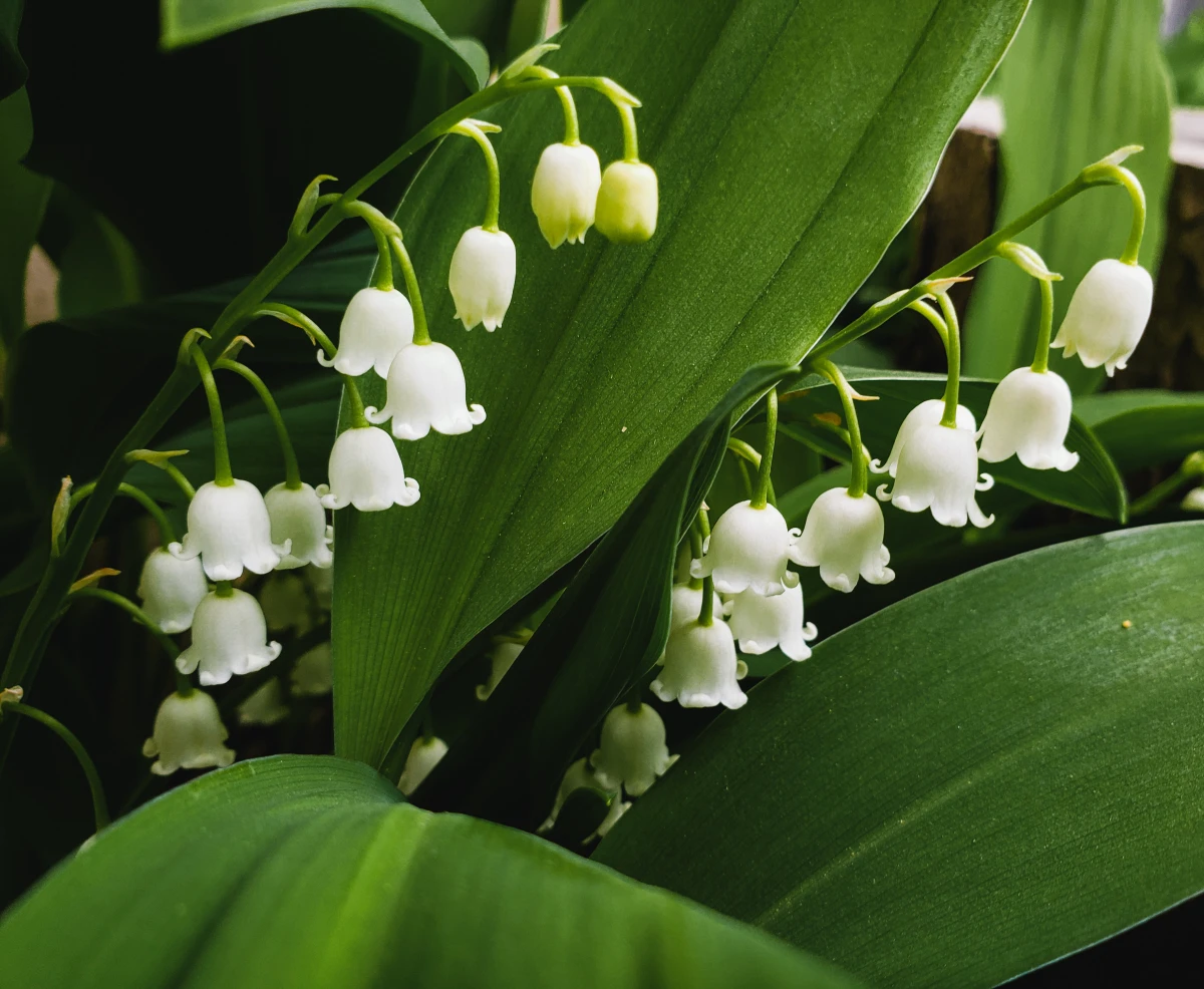 white bells of lily of the valley