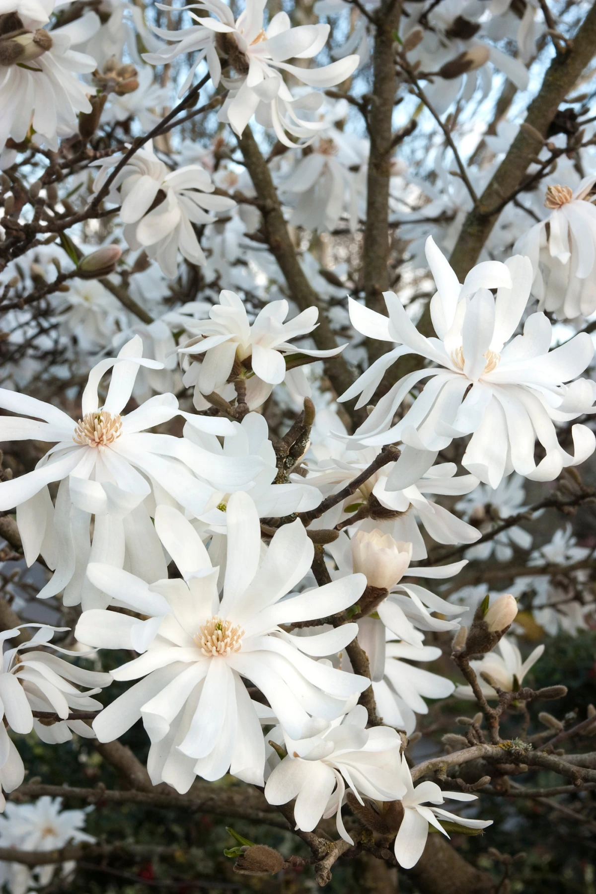 white star magnolia shrub