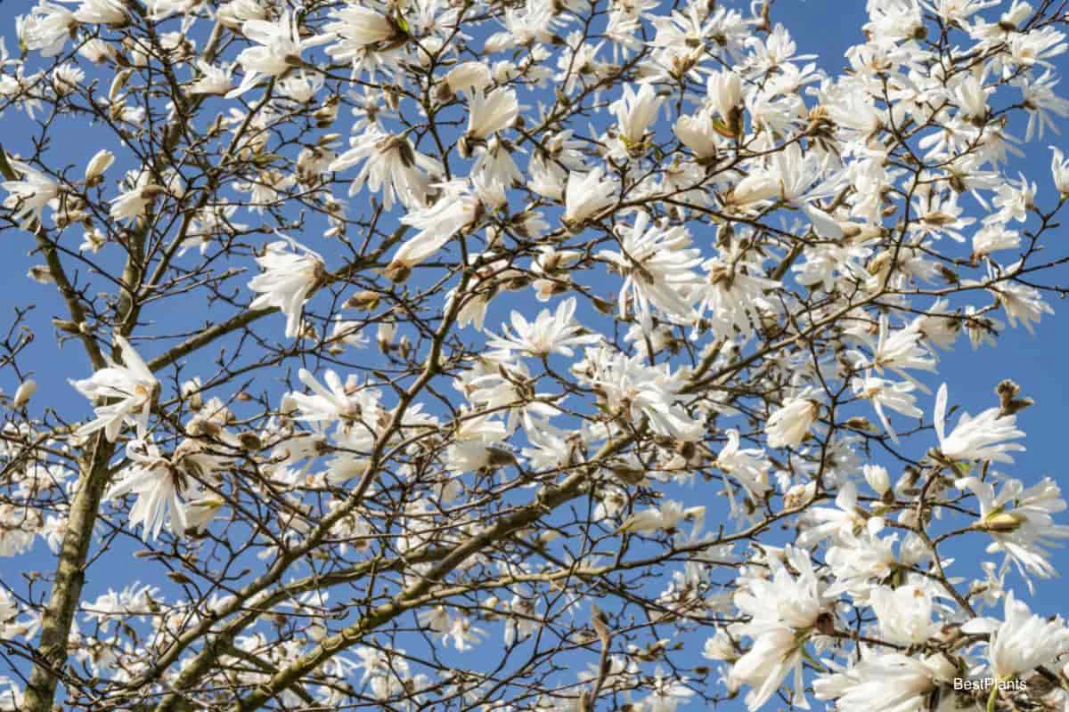 white star magnolia tree
