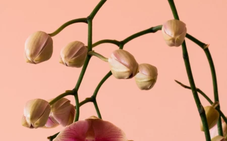 why orchids don't bloom