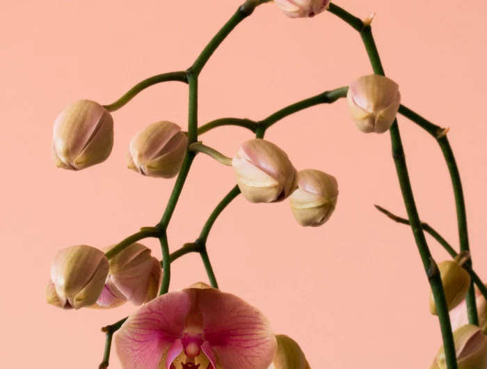 why orchids don't bloom