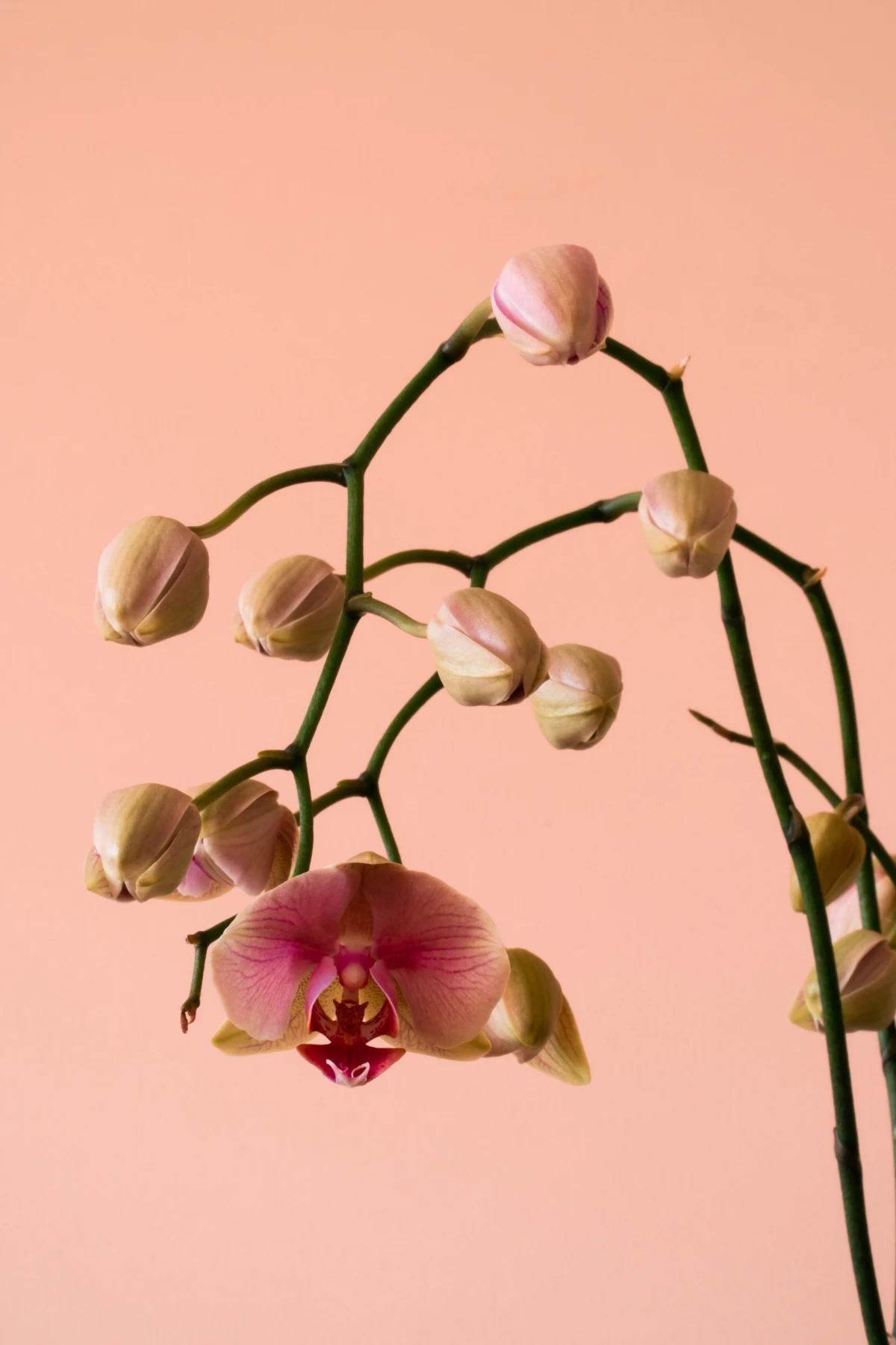 why orchids don't bloom