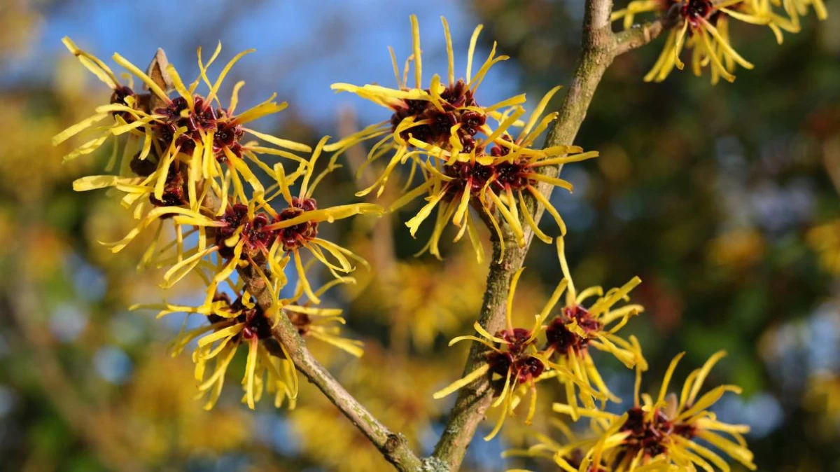 yellow and red witch hazel tree