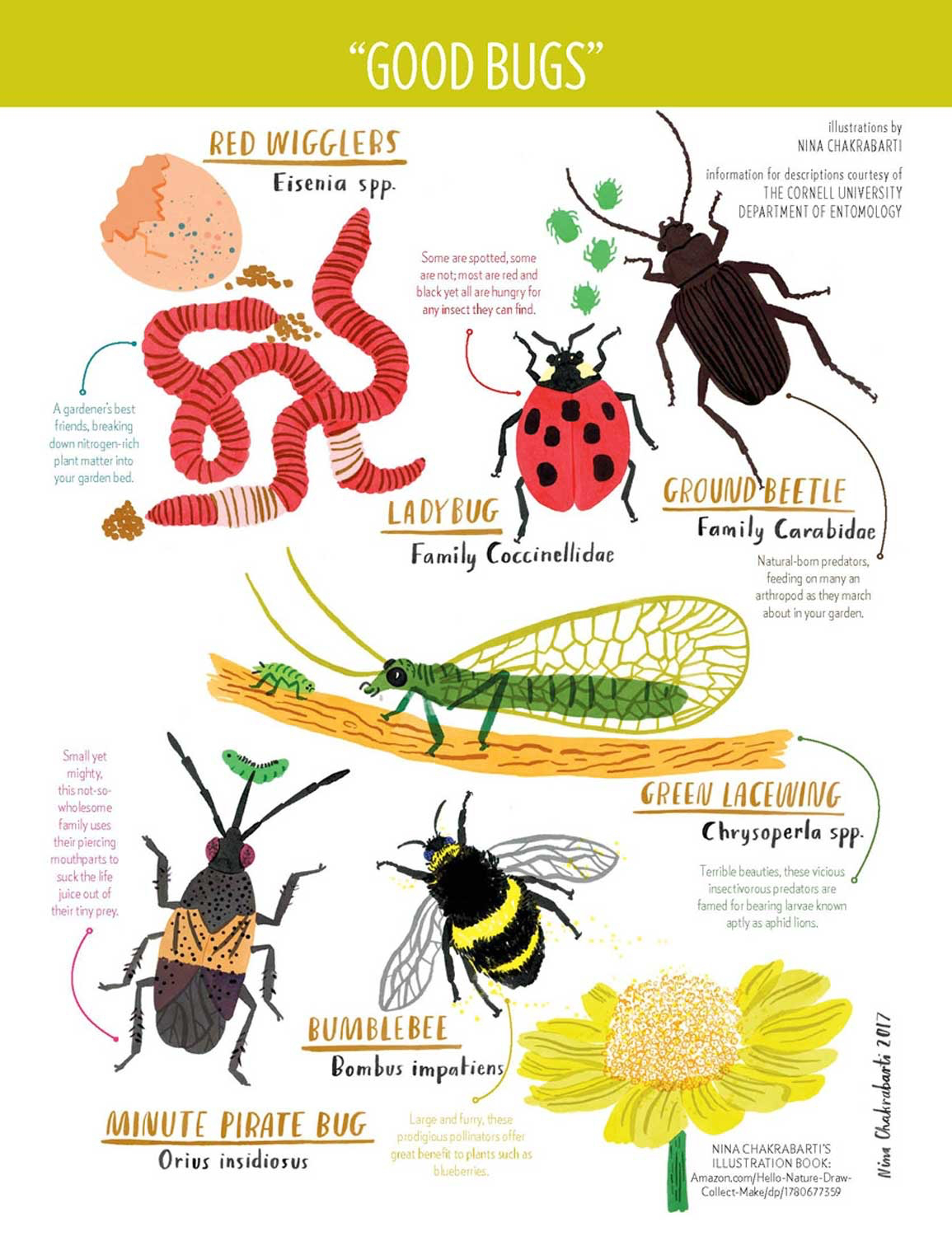 10 beneficial insects you want in the garden