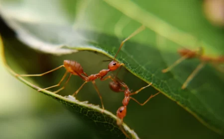 ants crawling on leaves