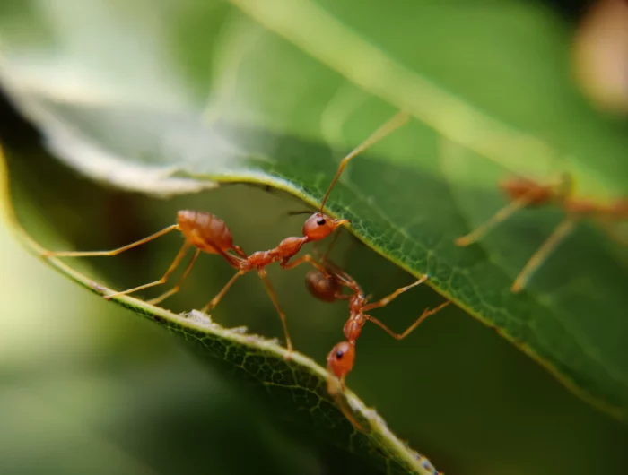 ants crawling on leaves