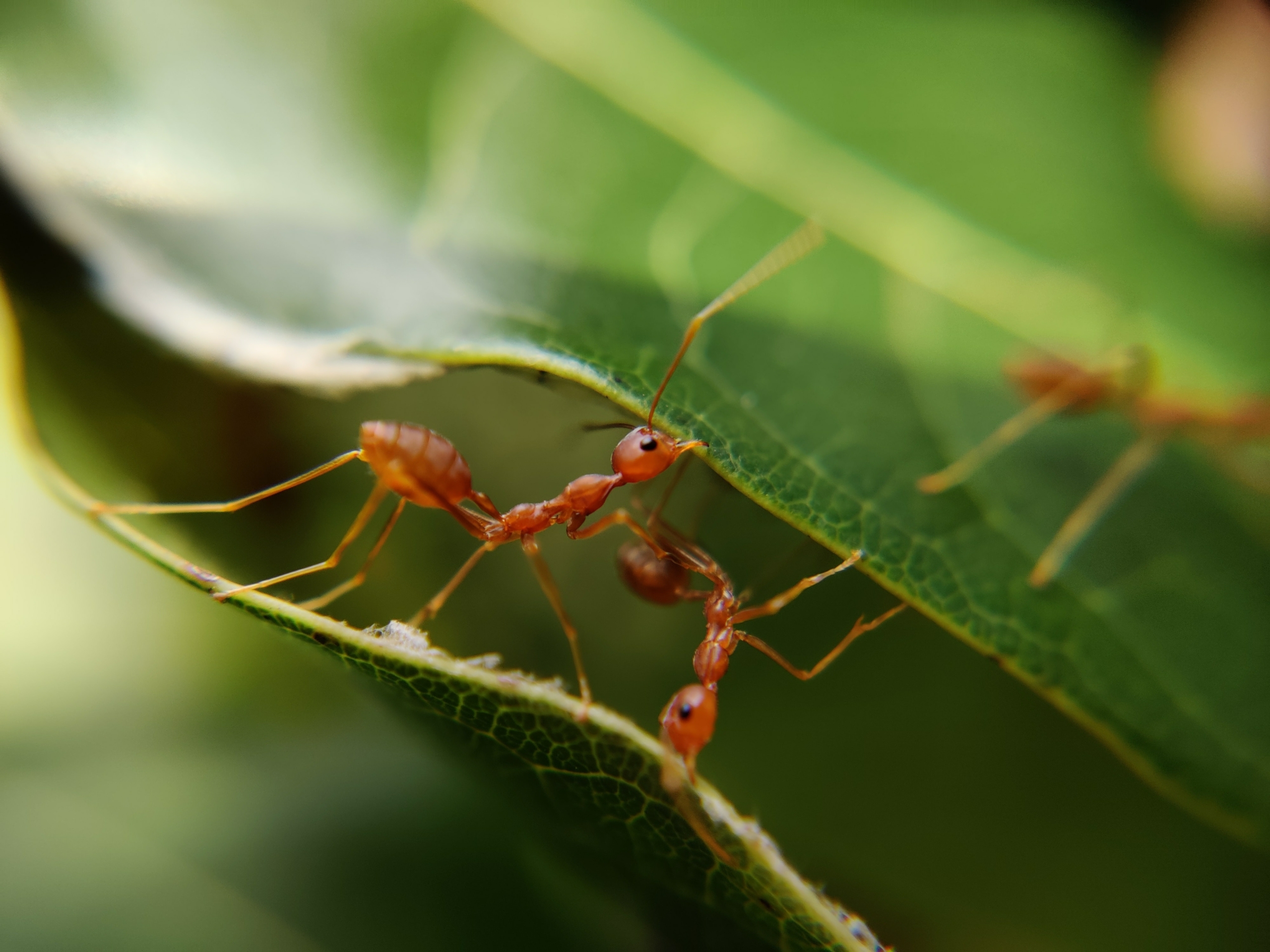Top Plants That Repel Ants: Keep Your Home Ant-Free Naturally