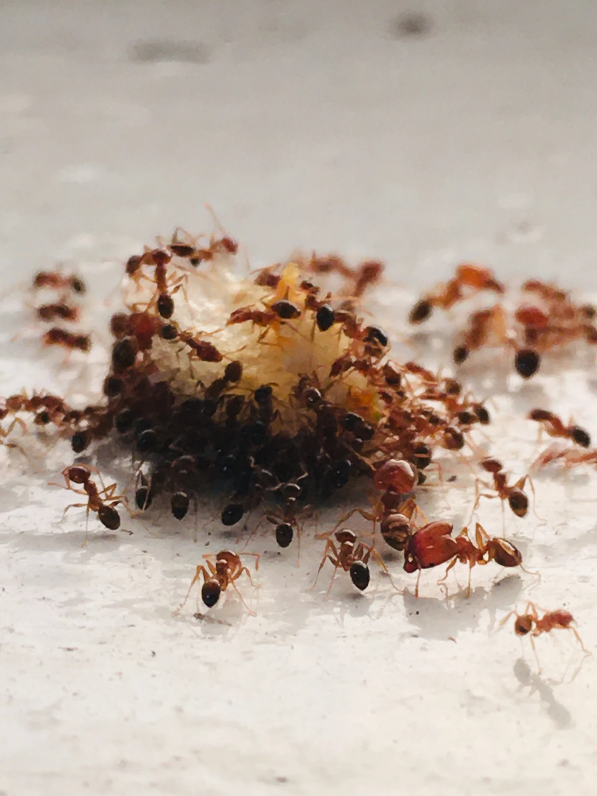 ants eating a big piece of food