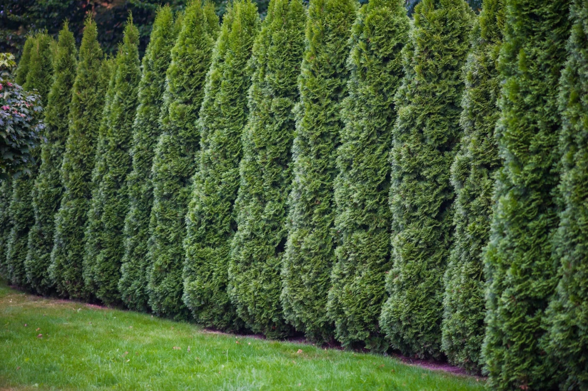 best plants for fence line fence made from arborvitae