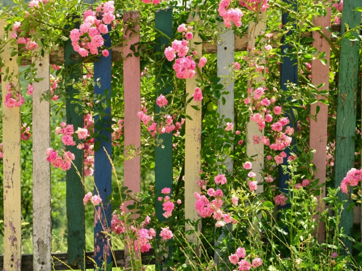 best plants for fence lines climbing roses growing on white fence