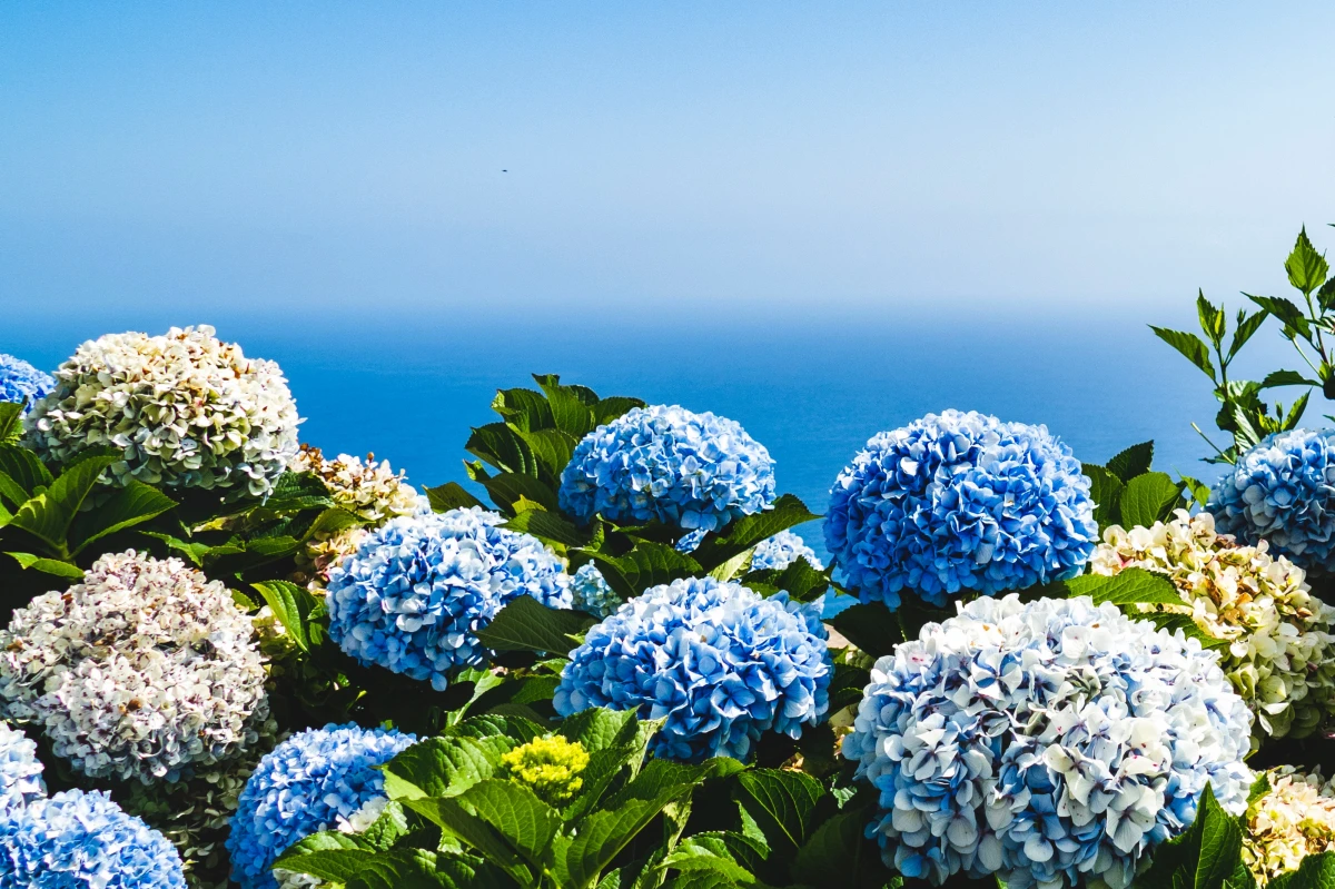 big balled blue hydrangeas in front of ocean view