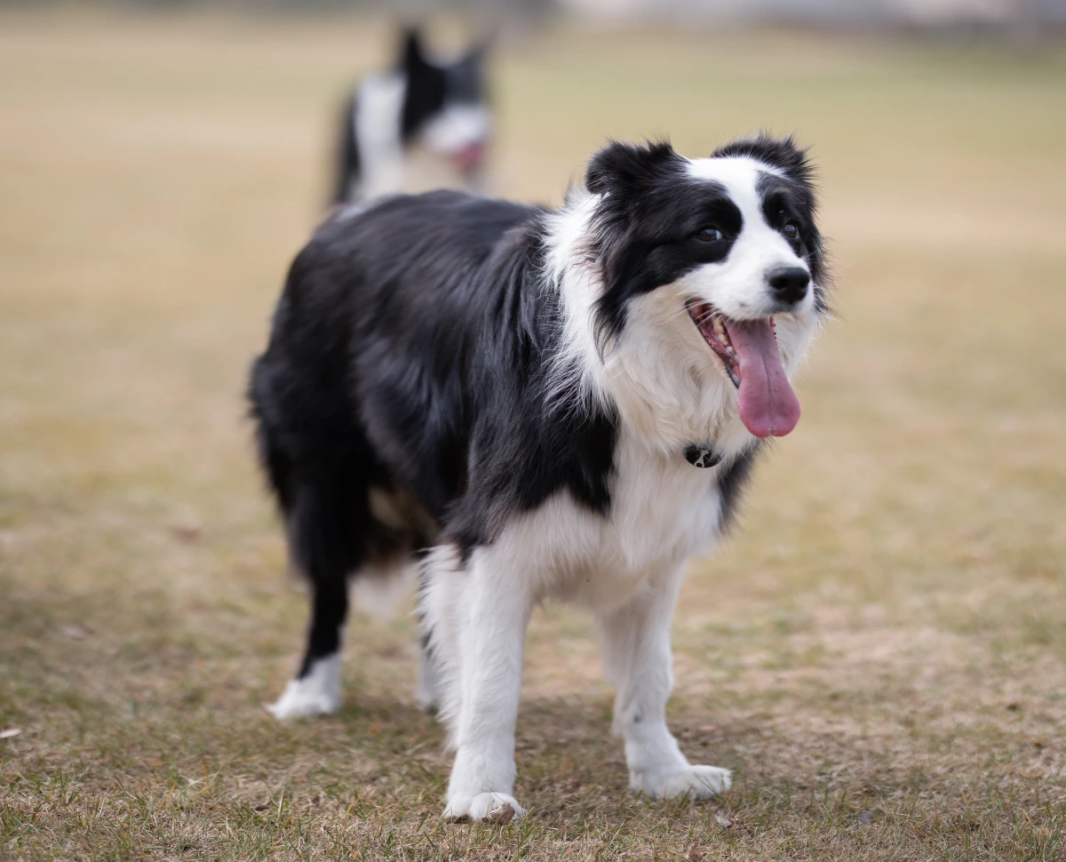 black and white border collie in field