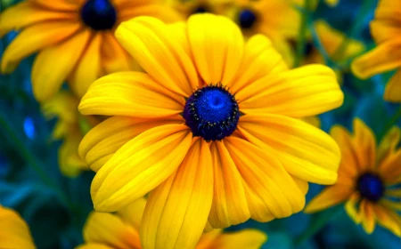 black eyed susan up close