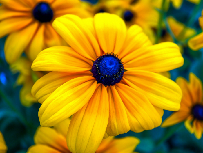 7 Full-Sun Flowers That Love The Summer Sunlight