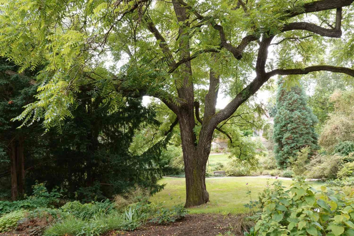 black walnut tree in garden