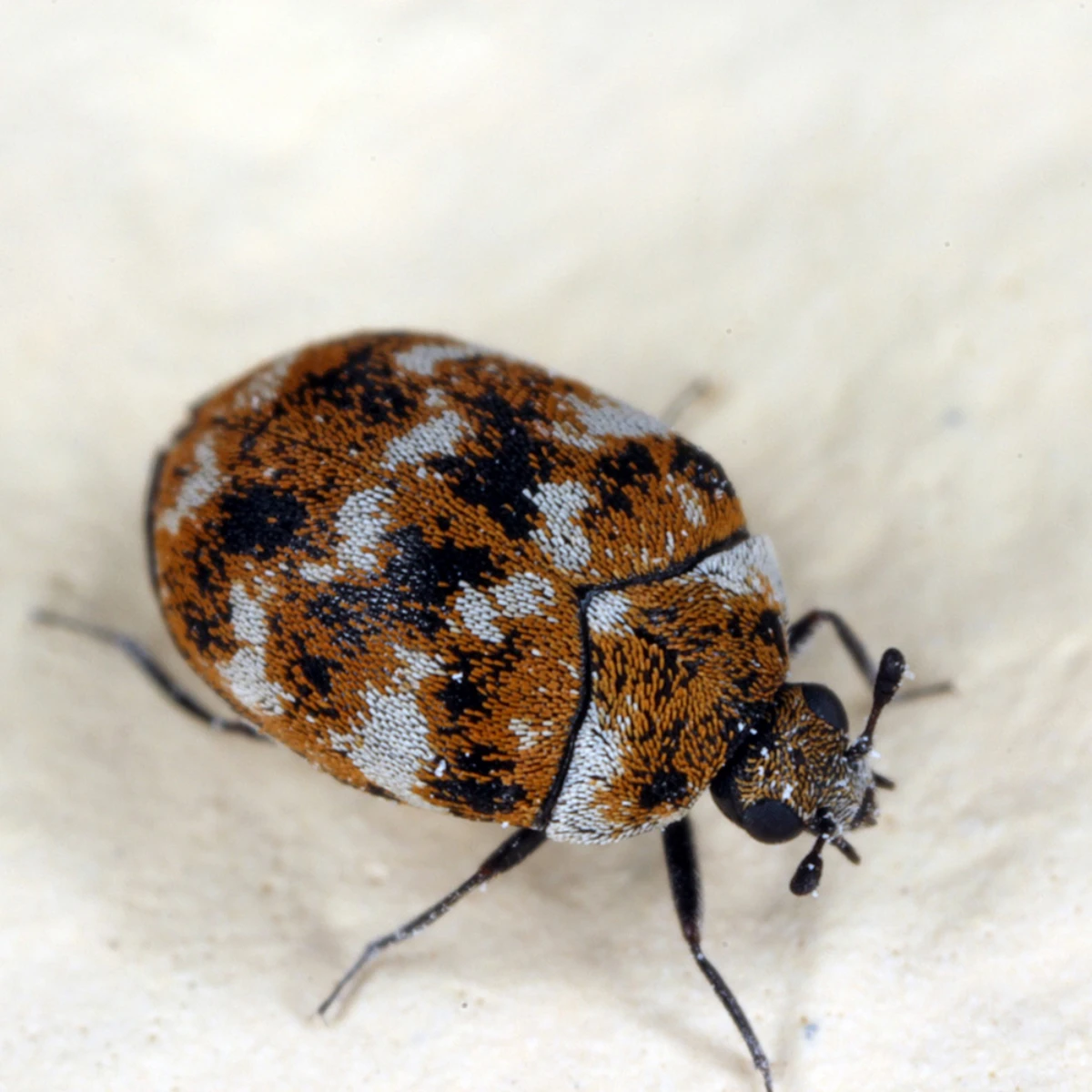 blue brown and black carpet beetle