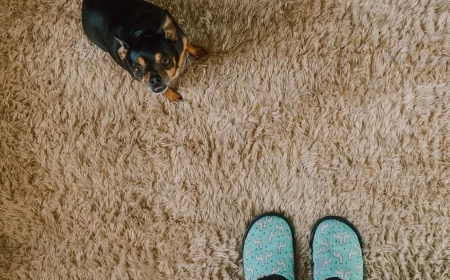 brown carpet with slippers and dog on it