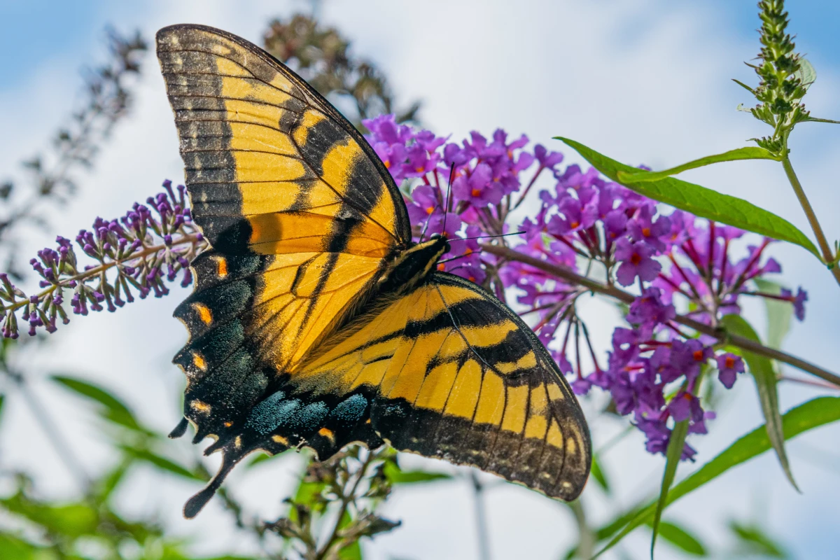 butterfly on butterflu bush flower