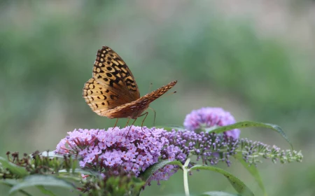 butterfly on butterfly bush