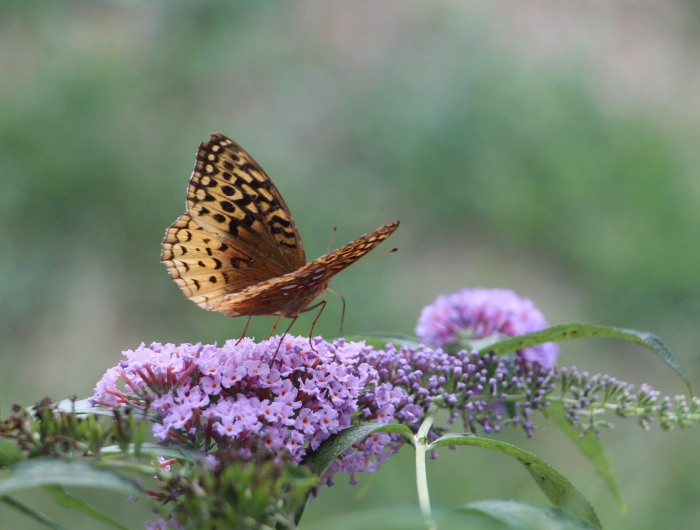 10 Low-Maintenance Shrubs That Will Thrive In Your Garden