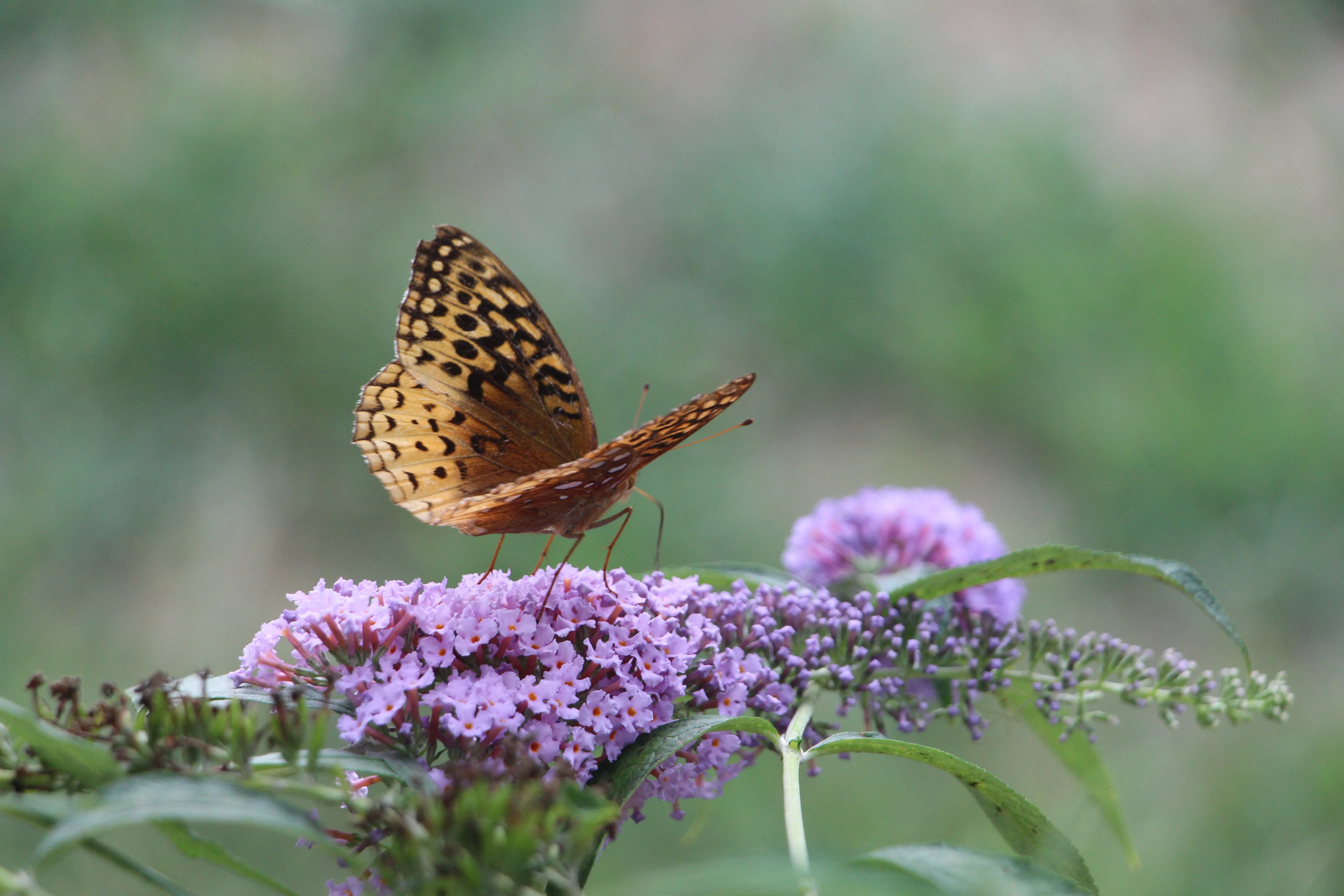 butterfly on butterfly bush