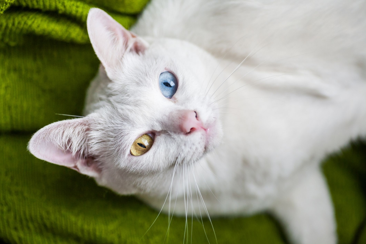 cat breed most compatible with your zodiac sign