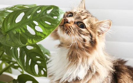 cat next to monstera leaf