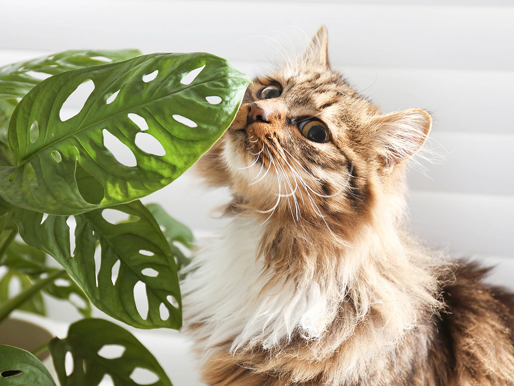 cat next to monstera leaf