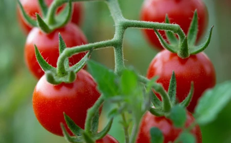 cherry tomatoes on a stem