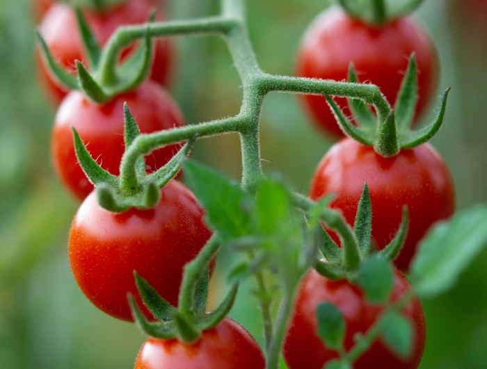 A Complete Guide To The Best Tomato Plant Support Methods