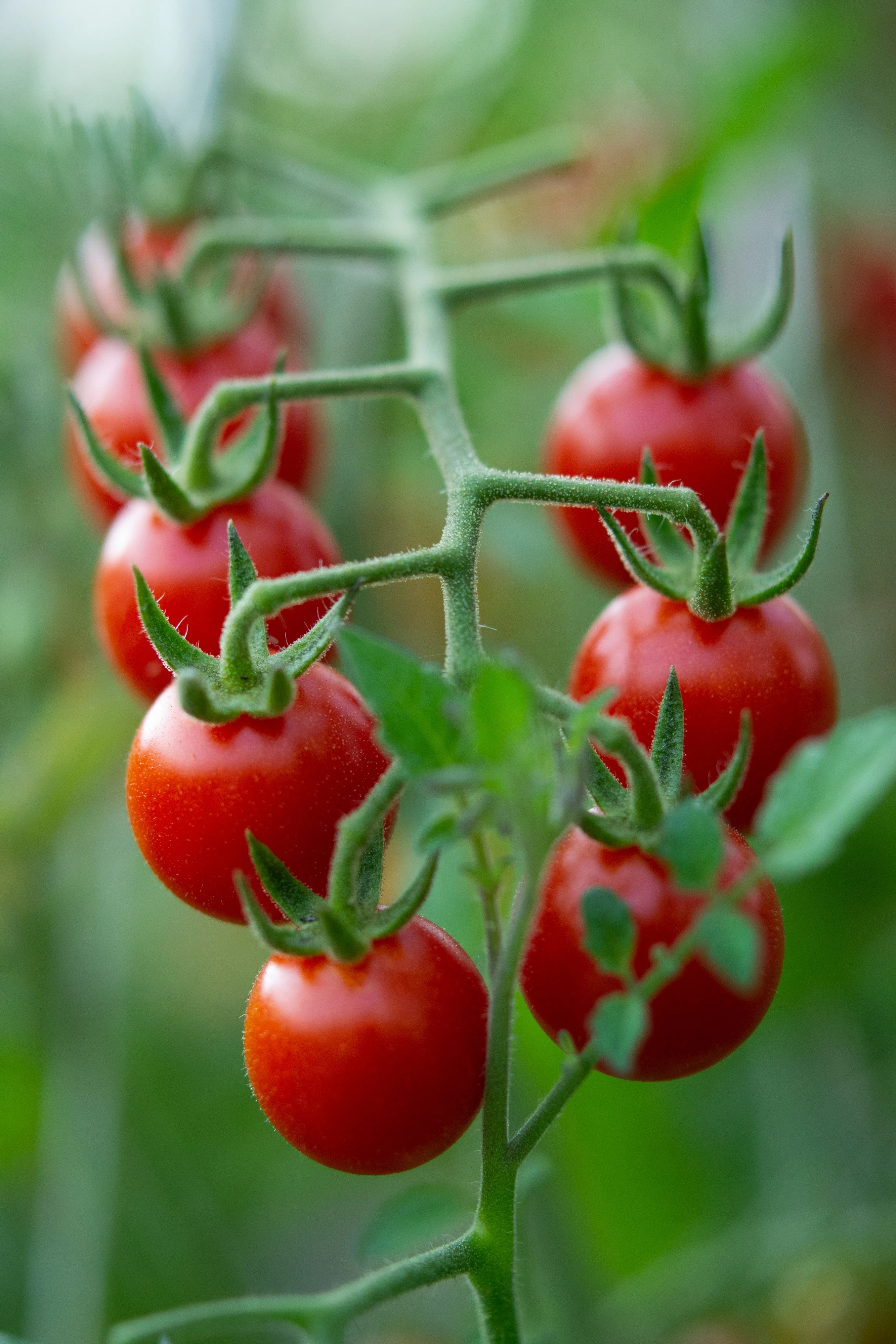 cherry tomatoes on a stem
