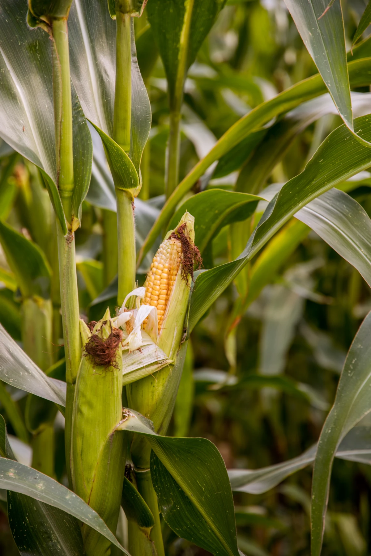cob of corn growing in field