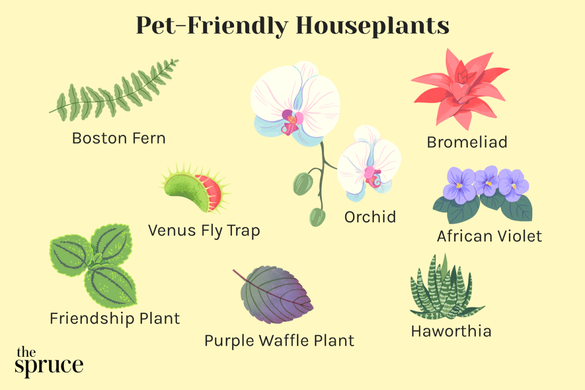 common plants that are non toxic to pets