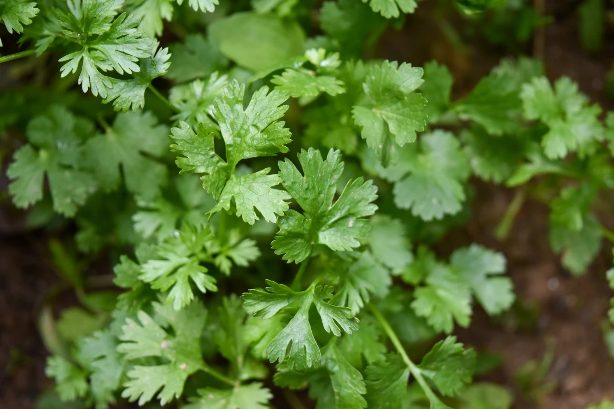 companion plants for tomatoes parsley plant with green leaves